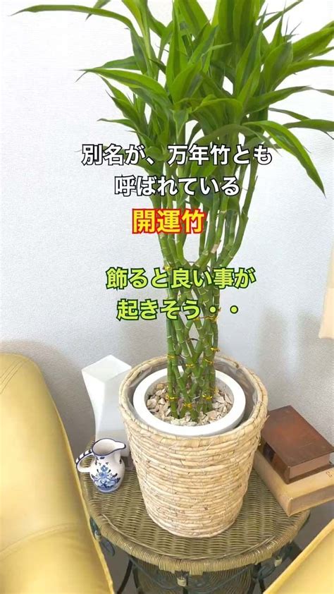 開運竹風水|ミリオンバンブーの風水や効果とは？育て方や縁起の良い方角と。